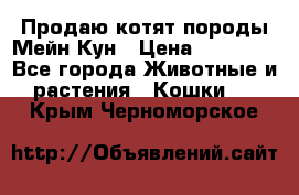 Продаю котят породы Мейн Кун › Цена ­ 12 000 - Все города Животные и растения » Кошки   . Крым,Черноморское